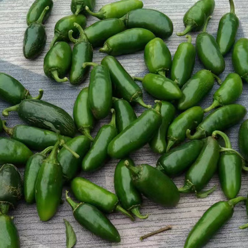 IQF Jalapeno peppers